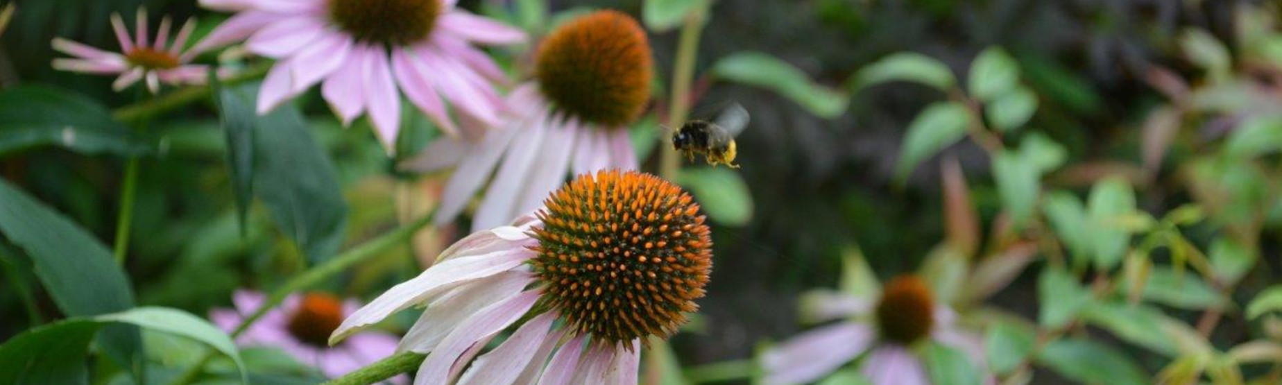 echinacea